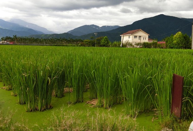 茭白田間可以養殖黃鱔嗎 ？