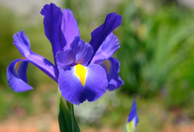 狗牙花的花朵和花瓣有什么美感 ？