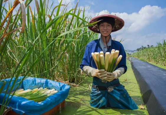 茭白田地加入腐熟豬糞有什么好處 ？