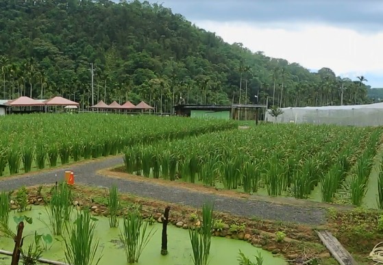 茭白田地可以養殖哪些水產 ？