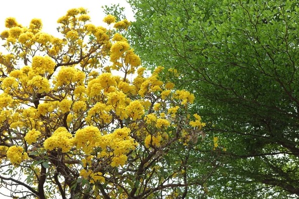 冬季怎么給黃花風鈴木保溫 ？