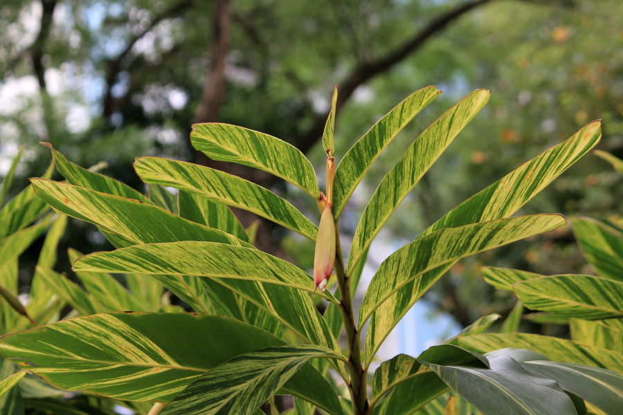 翅莢香槐是什么植物，有什么形態特點？