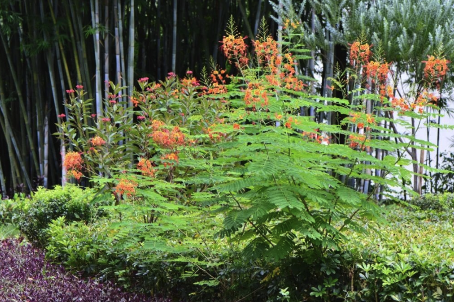 藍花金鳳花常見的病蟲害有哪些？