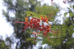 <strong>藍花金鳳花的繁殖方式有哪些？</strong>