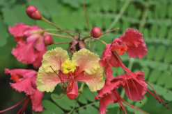 <strong>藍(lán)花金鳳花花朵有什么特點(diǎn)，花期在什么時(shí)候？</strong>