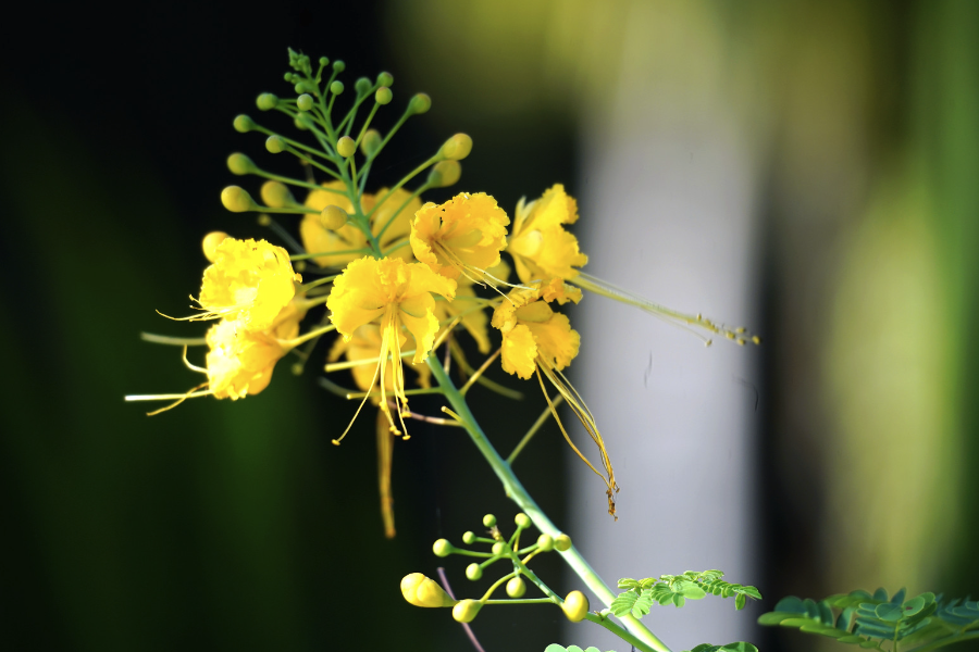 藍(lán)花金鳳花花朵有什么特點(diǎn)，花期在什么時(shí)候？