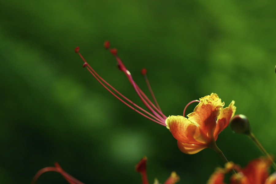 藍花金鳳花的生態習性是什么樣的？