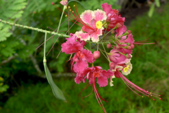 <strong>藍花金鳳花對生長環(huán)境有什么要求，花期在什么時候？</strong>