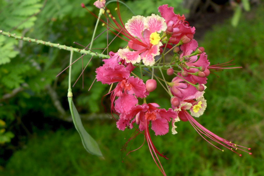 藍花金鳳花對生長環(huán)境有什么要求，花期在什么時候？