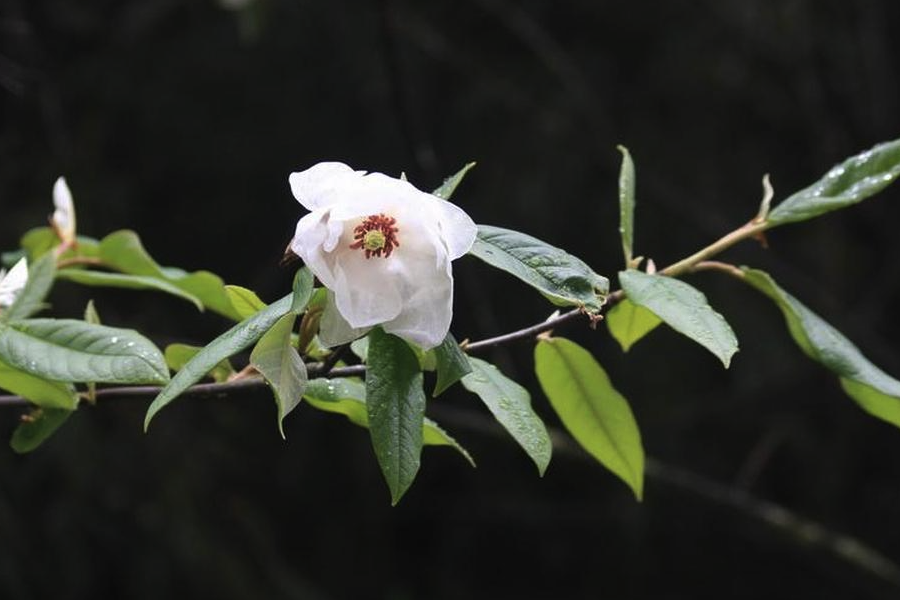 西康玉蘭怎么盡心芽接？