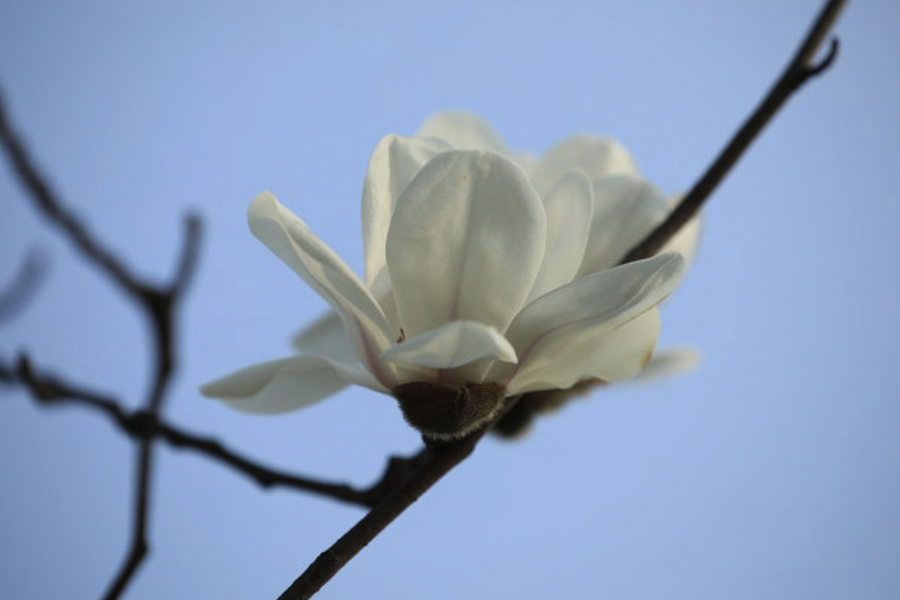 西康玉蘭是什么植物，有什么形態(tài)特點(diǎn)？