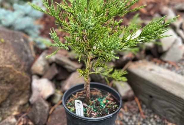 花旗松種植前需要做哪些準備 ？