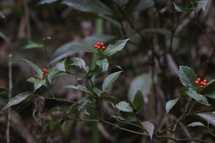 怎么給草珊瑚施肥？