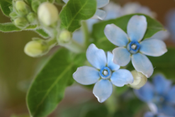 <strong>藍星花怎么進行繁殖?</strong>