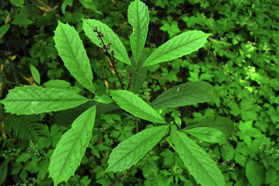 桃葉珊瑚有什么生態(tài)習性，花期在什么時候？