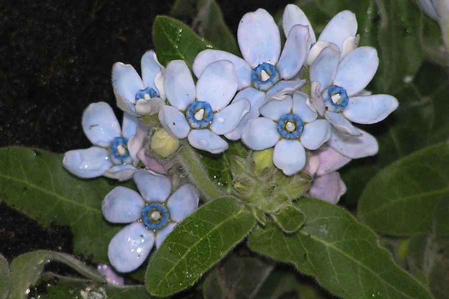 藍星花的生育溫度是多少？