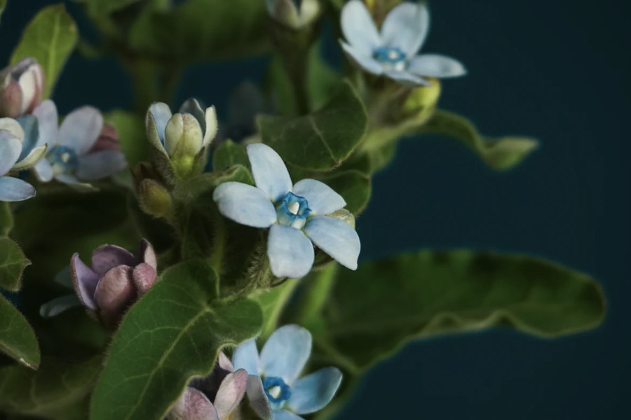 藍星花的生育溫度是多少？