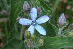 <strong>藍(lán)星花用沙質(zhì)土壤種植有什么好處？</strong>