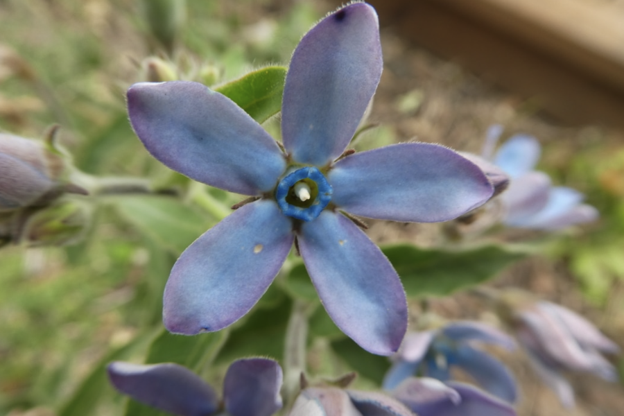 藍星花用沙質(zhì)土壤種植有什么好處？