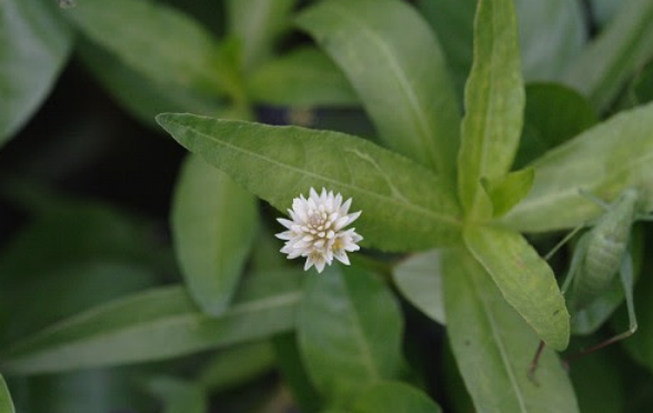 苦草是什么水生植物 ?