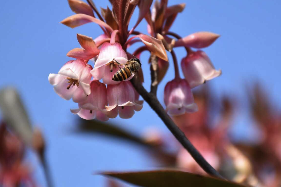 吊鐘花可以室內養殖嗎？