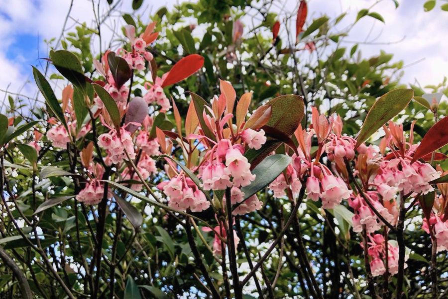 吊鐘花的栽種方法和注意事項？