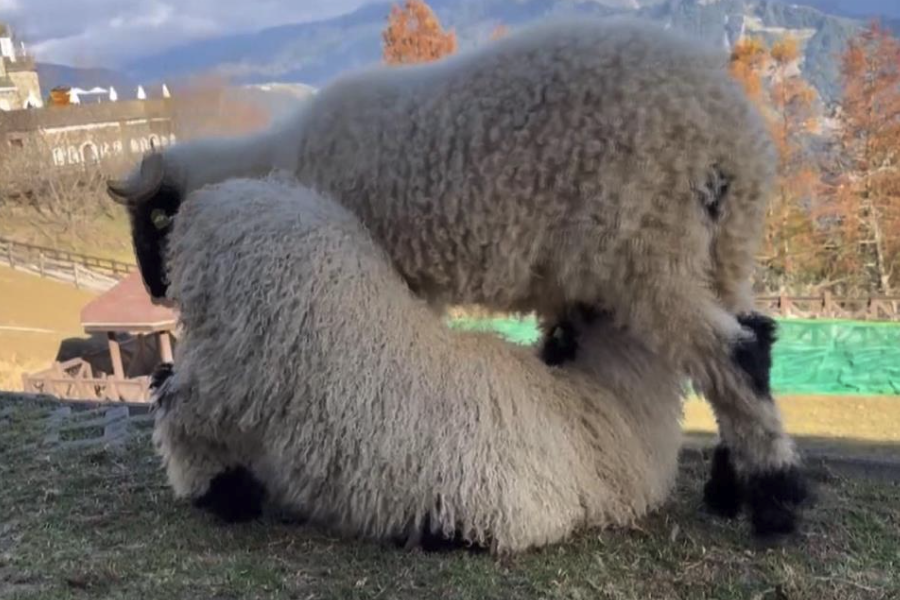 山羊羔羊的植物性飼料怎么選擇？