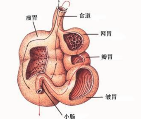 山羊有幾個胃，都有什么功能 ？