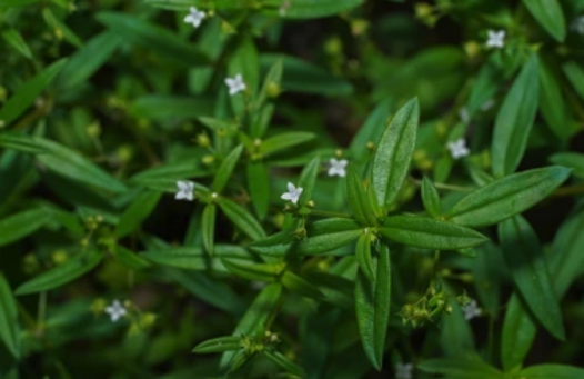 傘房花耳草出現霜霉病有什么癥狀？