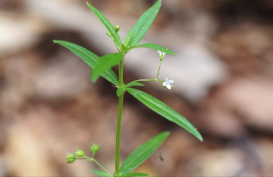 傘房花耳草怎么進行扦插 ？