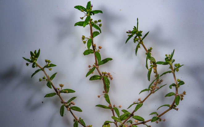 傘房花耳草對光照要求怎么樣，夏季需要避開陽光嗎 ？