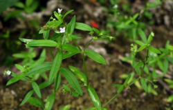 <strong>傘房花耳草對(duì)種植的土壤基質(zhì)有什么要求 ？</strong>