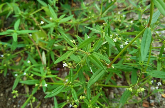 傘房花耳草修剪應該選擇什么時候 ？