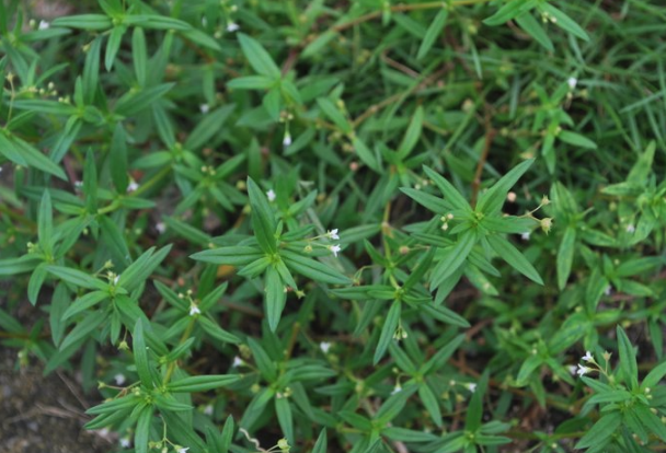 傘房花耳草藥用價值怎么樣，有什么用途 ？