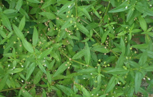 傘房花耳草的繁殖能力怎么樣 ？