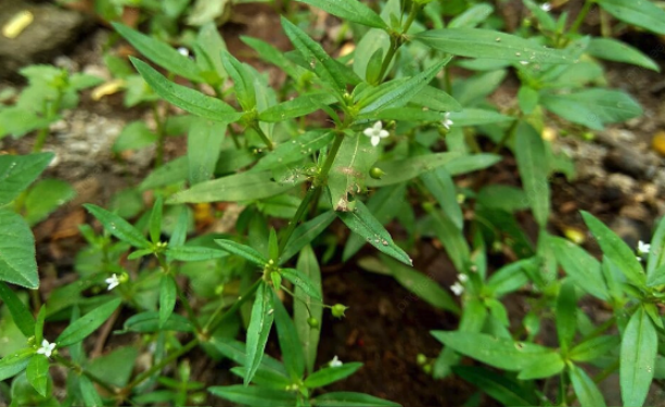 傘房花耳草是什么植物，有什么形態特點 ？