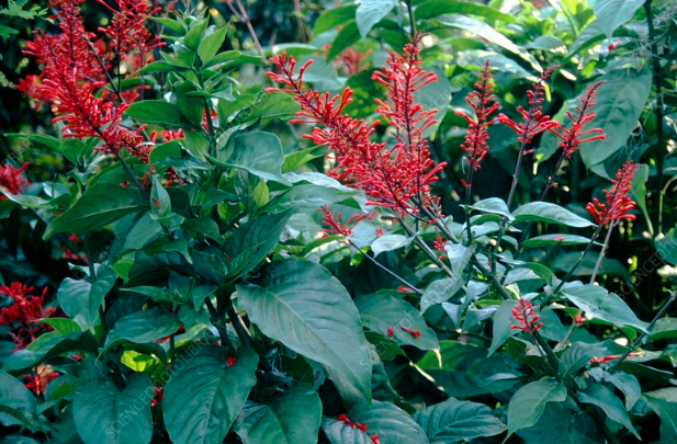 紅樓花是什么植物，分布在哪些地區 ？