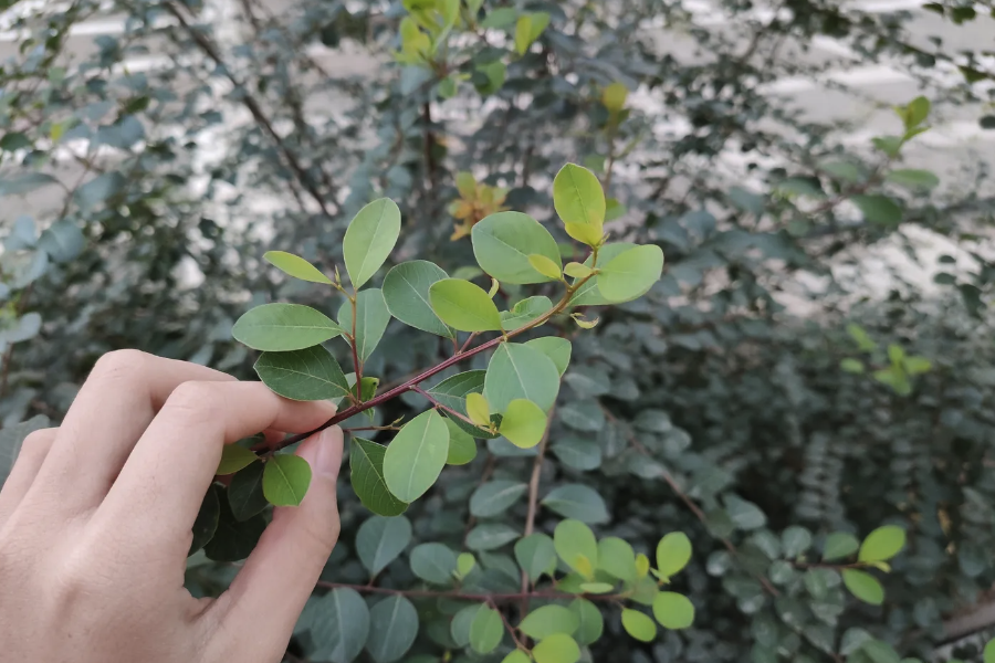 白飯樹修剪枝葉的時間在什么時候？