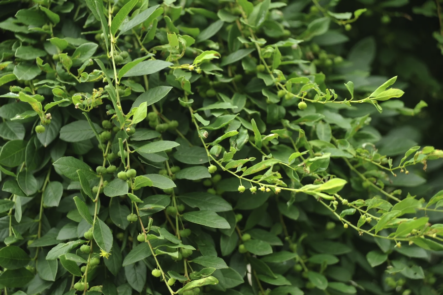 白飯樹用砂質(zhì)土壤栽種有什么好處？