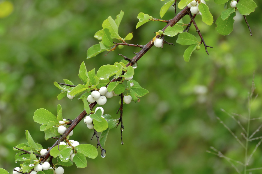 白飯樹是什么植物，分布在什么地區(qū)？