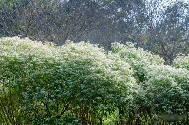 白雪木是什么植物，有什么形態(tài)特點 ？