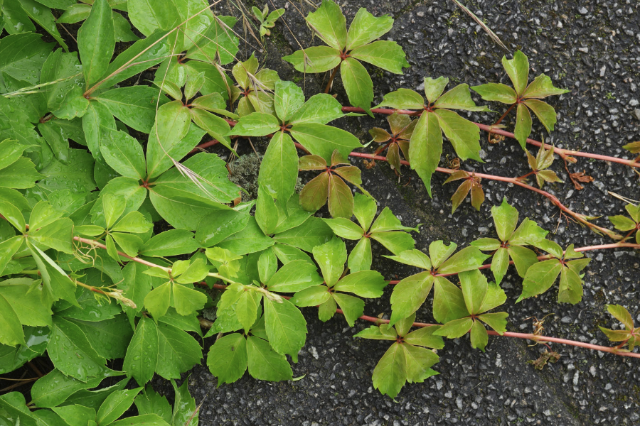 五葉地錦庭院種植需要注意什么？