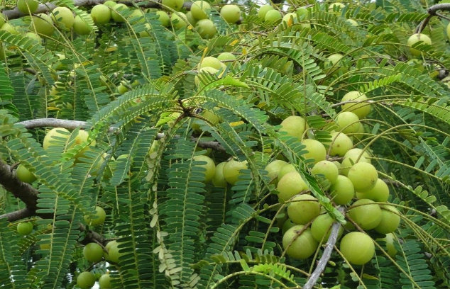 余甘子怎么進行種子培育和發芽 ？