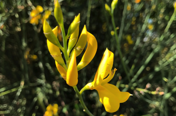 金雀花枝條和花瓣有什么特點 ？