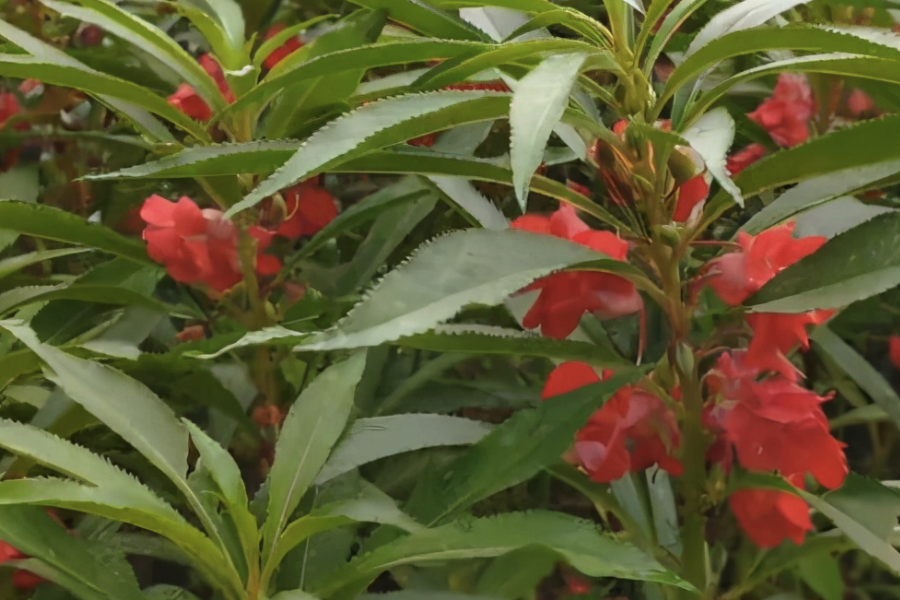 指甲花生長在蔭蔽處對開花有什么影響？