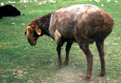 <strong>阿勒泰羊（Altay sheep）可以在高海拔地區養殖嗎 </strong>