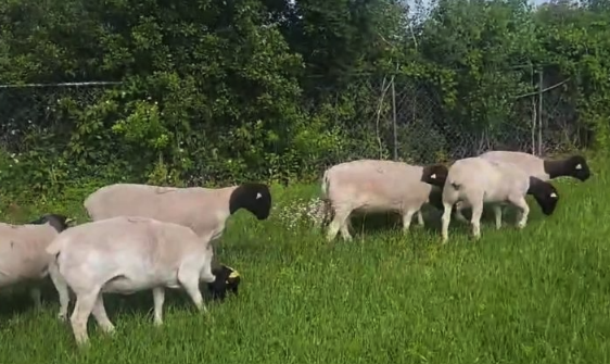 杜泊綿羊飼料中加入什么可以提高生長速度 ？