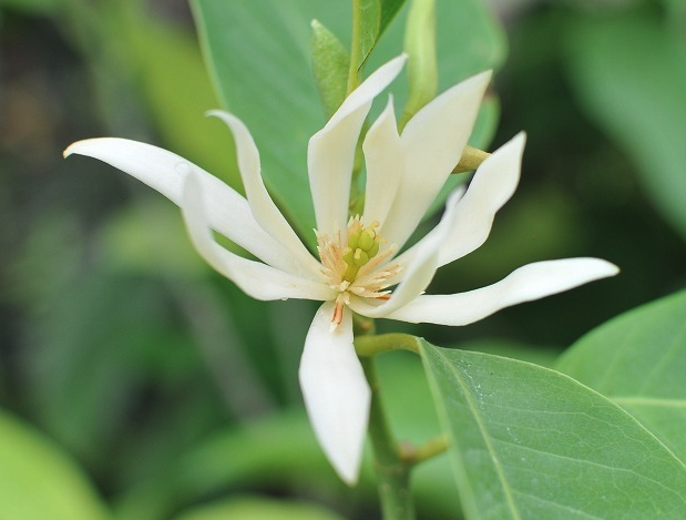 南洋含笑花對(duì)土壤和水分有什么要求 ？