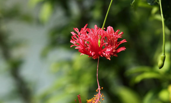 吊燈花怎么防蟲害 ？