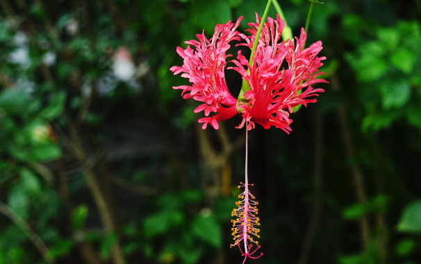 吊燈花嫁接的方法 ？